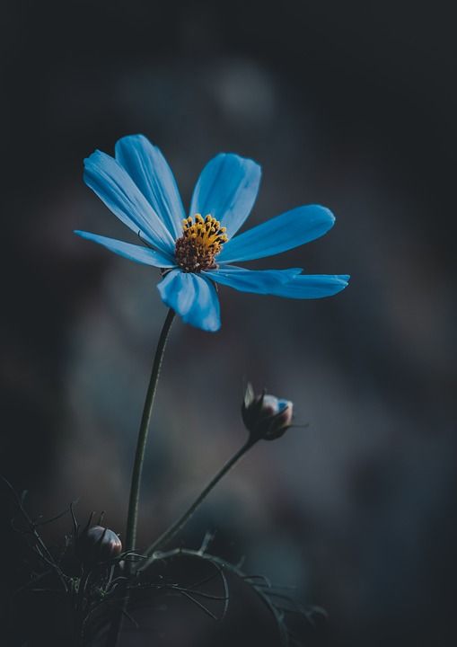 蓝花 野花 草地 自然 蓝花 蓝花 蓝花 野花 草地 草地