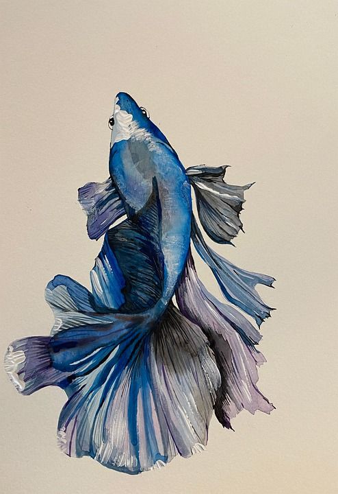 斗鱼 鱼 绘画 暹罗斗鱼 动物 蓝色斗鱼 画画 艺术 鱼 鱼