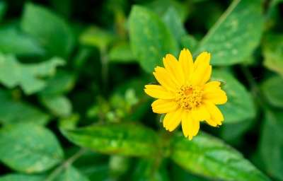 花草 宏花 花叶 自然 照片 重点 绿色小花 绿草 绿色的焦点