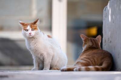猫 流浪猫 动物 街猫 野猫 国内的猫 猫科动物 哺乳动物 肖像