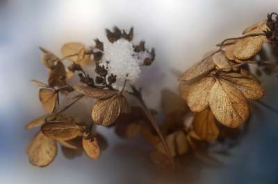 干的绣球花 霜 干花 绣球花 秋天 冬天 特写