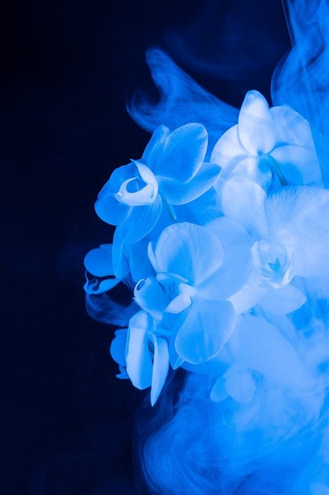 花的 抽象 花 丰富多彩的 蓝色的 幻想 抽烟 梦 蓝花