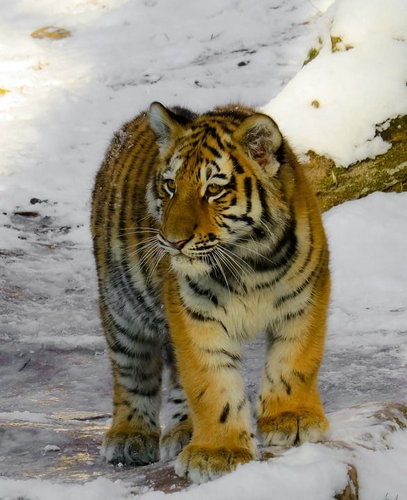 老虎 小老虎 大猫 幼兽 纽伦堡 荒野 冬天 寒冷的 年轻的老虎