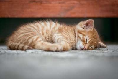 猫 小猫 可爱的 睡眠 睡着了 红发女郎 红色的 宠物 猫科动物