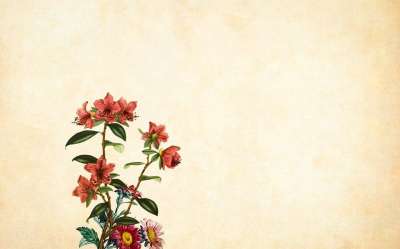 花 花的 纸 优质的 玫瑰 花束 簇 叶子 装饰 剪贴簿