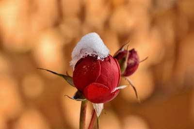 玫瑰花蕾 花 雪 玫瑰 芽 冰 冻结 霜 冬天 植物群 植物