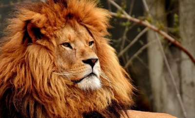狮子 捕食者 危险的 鬃毛 大猫 男性 野生动物 动物