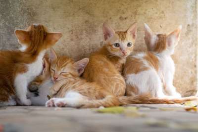 猫 动物 基蒂 自然 宠物 棕色的宠物 猫 猫 猫 猫 猫