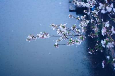 高清壁纸 春天 雨 花朵 樱花 花壁纸 雨 雨 雨 樱花