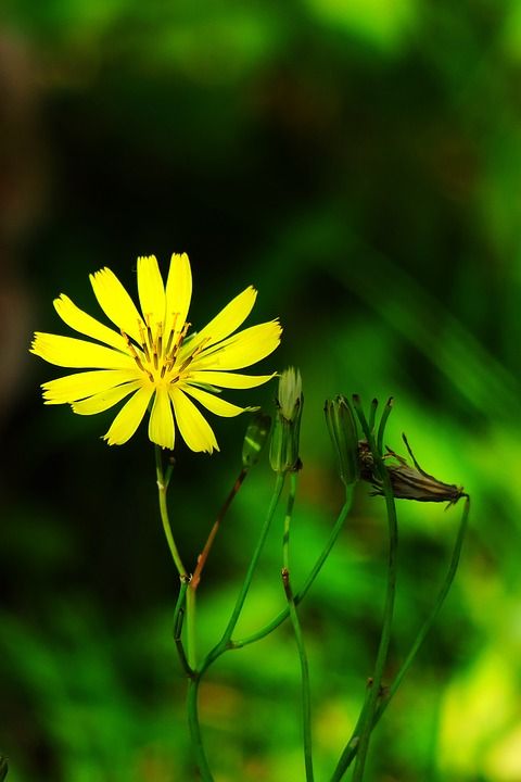 大自然 户外 夏季 植物 草坪 叶子 花园 绽放 花 花瓣