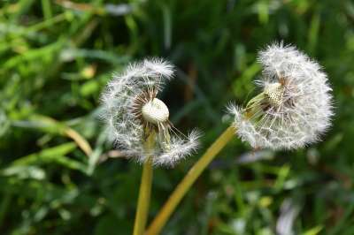 白鹭的Pisenlit 种子在风中飞行 蒲公英花 自然 野花 花草地