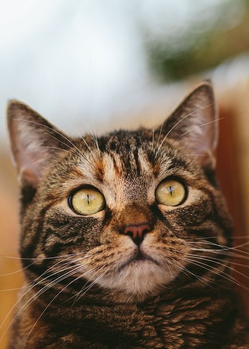 猫 鲭鱼 家猫 家畜 动物 猫眼 猫脸 关闭 肖像 看法 看
