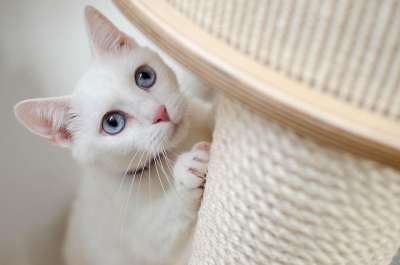 小猫 猫 宠物 猫科动物 动物 毛皮 基蒂 国内的 国内的猫