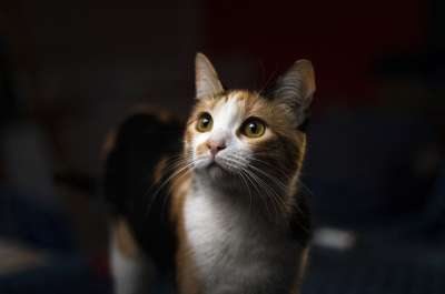 动物 猫 猫科动物 宠物 哺乳动物 毛皮 胡须 特写 猫 猫