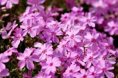 花朵 春天 植物学 盛开 开花 自然 特写 花瓣 生长 花草