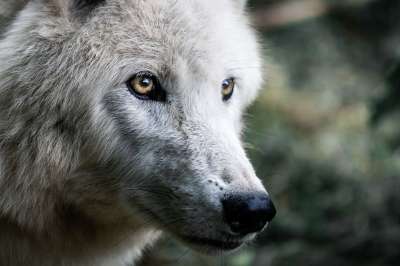 狼 捕食者 哺乳动物 生物 犬类 狗 物种 动物群 动物 狼