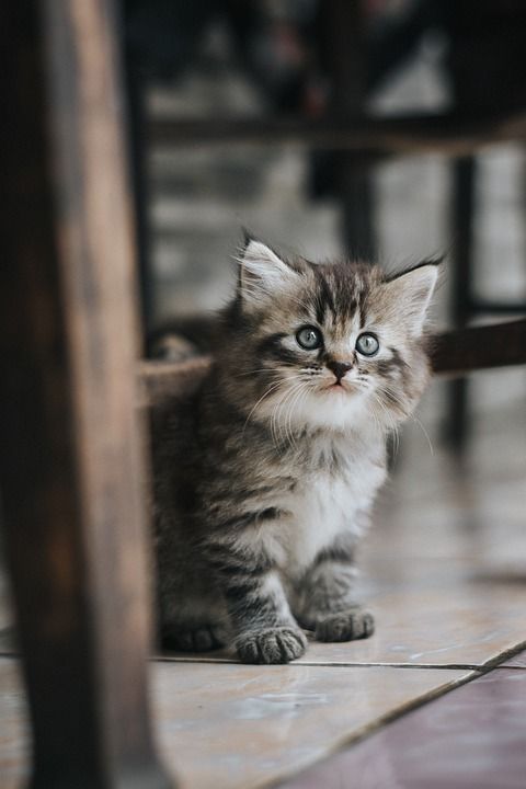 猫 小猫 英国的 宠物 基蒂 动物 猫科动物 甜的 毛皮