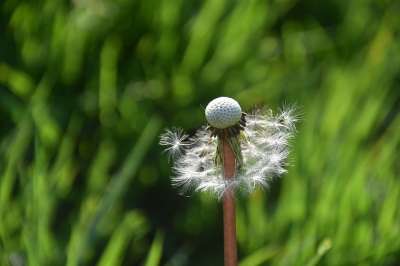 白鹭的Pisenlit 种子在风中飞行 蒲公英花 自然 野花 花草地