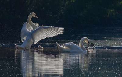 天鹅 鸟类 湖 Cygnets 幼鸟 水鸟 水禽 动物 家庭