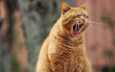 猫 宠物 打哈欠 动物 国内的猫 猫科动物 哺乳动物 胡须