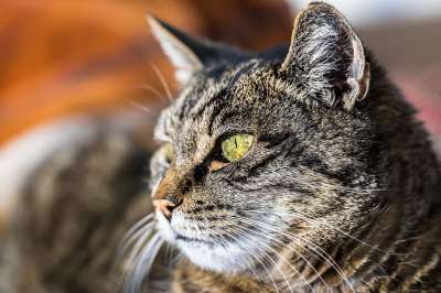 动物 猫 家畜 毛皮 关闭 猫眼