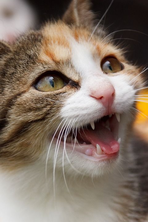 猫 动物 嘶 生气的 胡须 宠物 国内的猫 猫科动物 哺乳动物