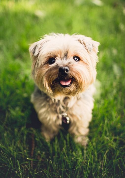梗犬 狗 小狗 动物 品种 犬类 可爱的 国内的 毛皮 草