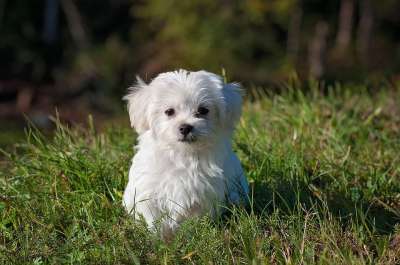 马耳他语 狗 小狗 白狗 年轻 宠物 动物 年轻的狗 家犬