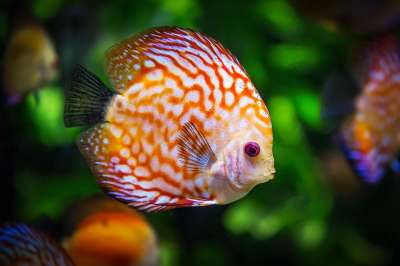 铁饼鱼 鱼 水族馆 动物群 七彩神仙 自然 动物 游泳 水下