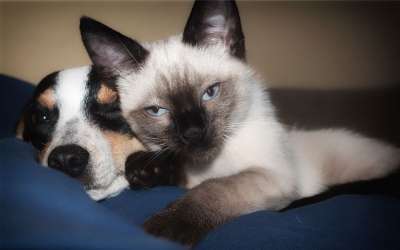 狗 小猫 猫 暹罗 小狗 棕色猫 棕色的狗 棕色的小狗