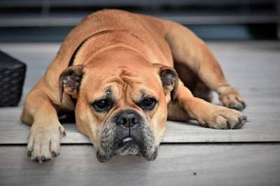 大陆斗牛犬 狗 动物 宠物 动物肖像 懒惰的 疲劳的 无聊的