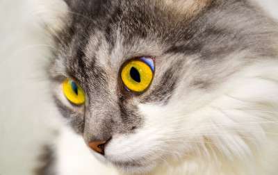 猫 宠物 动物 国内的猫 猫科动物 哺乳动物 可爱的 毛茸茸的