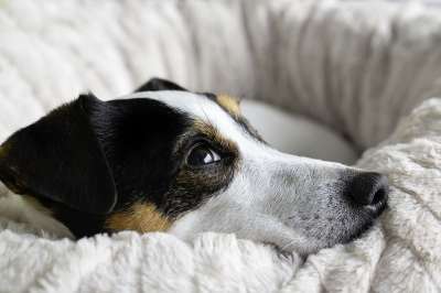 动物 狗 犬类 杰克罗素 品种 哺乳动物