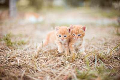 小猫 红色的 两个 小 草 性质 条纹 干草 拥抱 夫妇