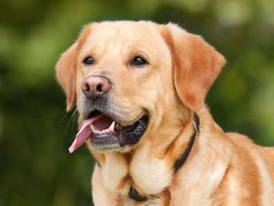 拉布拉多犬 狗 宠物 吐舌 动物 家犬 纯种 犬类 哺乳动物