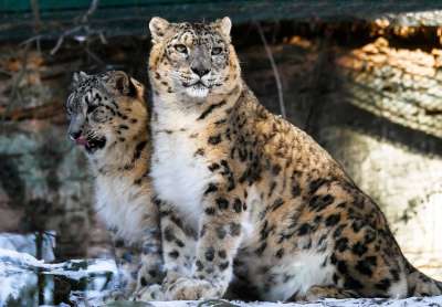 豹子 雪豹 野猫 一对 大猫 斑 猫科动物 野生动物 荒野