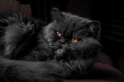 动物 猫 可爱的 猫科动物 毛茸茸的 宠物 黑猫 基蒂 哺乳动物