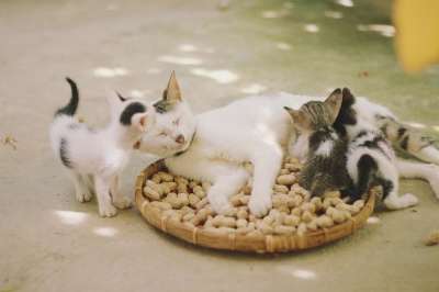 猫 小猫 猫科动物 家庭 篮子 一群猫 动物 猫 猫 小猫