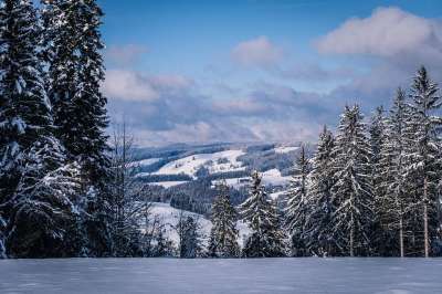 森林 丘陵 雪 全景 树木 冬天 下雪的 寒冷的 冬季森林