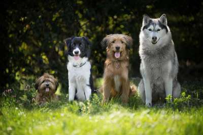狗狗 小狗 边境牧羊犬 家畜 狗的风格 马耳他语 动物肖像 沙哑