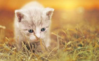 猫 可爱的 猫宝宝 小猫 家畜 动物 蓬松的 哺乳动物 俏皮的