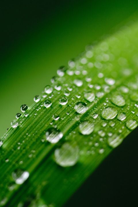 手机壁纸 绿色 水 叶子 露 自然 草 降低 植物 滴 雨