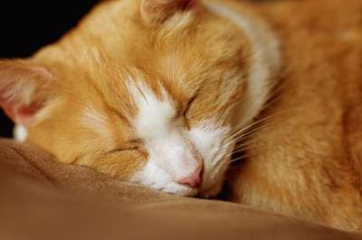 猫 睡觉 红色白色 公寓猫 轻松 关闭 猫肖像 红色的 白色的