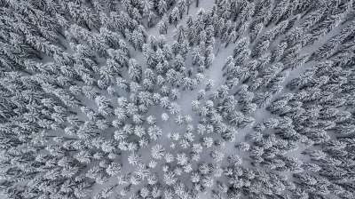福雷斯特 雪 冬天 寒冷的 树 蓝色的树 蓝色雪 雪 雪 雪