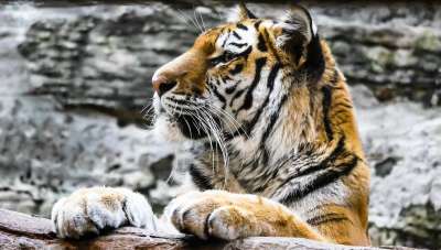 动物 捕食者 老虎 大猫 纽伦堡 潜伏 手表 猫