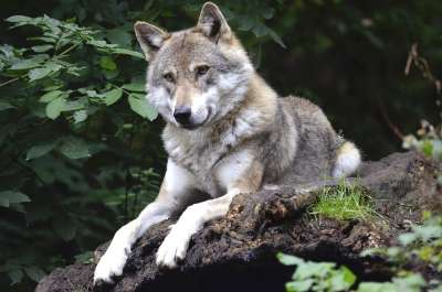 狼 犬类 森林 捕食者 荒野 野生动物 动物世界 户外 动物