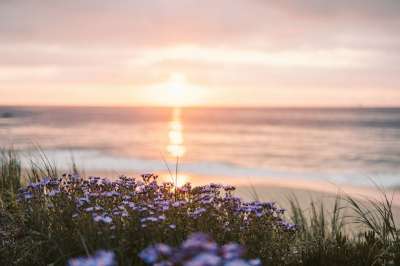自然 海滩 日落 旅行 黄昏 户外 勘探 花朵 海滩 海滩