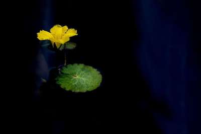 花 莲花 大自然 池塘 植物 佛教 水百合 冥想 花瓣 荷叶