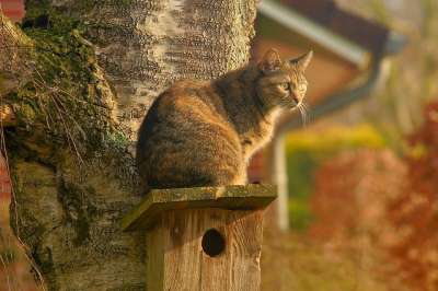 猫 鸟巢 国内的猫 花园 潜伏着 手表 春天 宠物 小猫 肖像