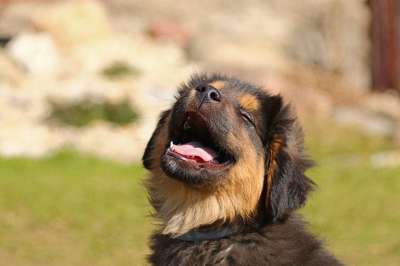 动物 小狗 狗 犬类 宠物 哺乳动物 毛皮 小狗 小狗 小狗